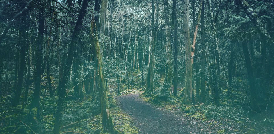 Foreste sacre del Giappone