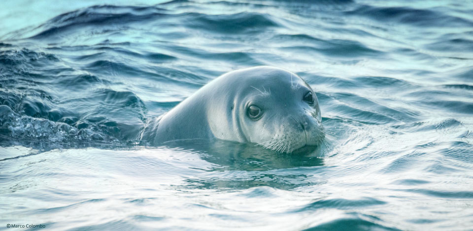 Foca monaca