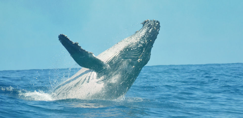 Sonar il canto delle balene